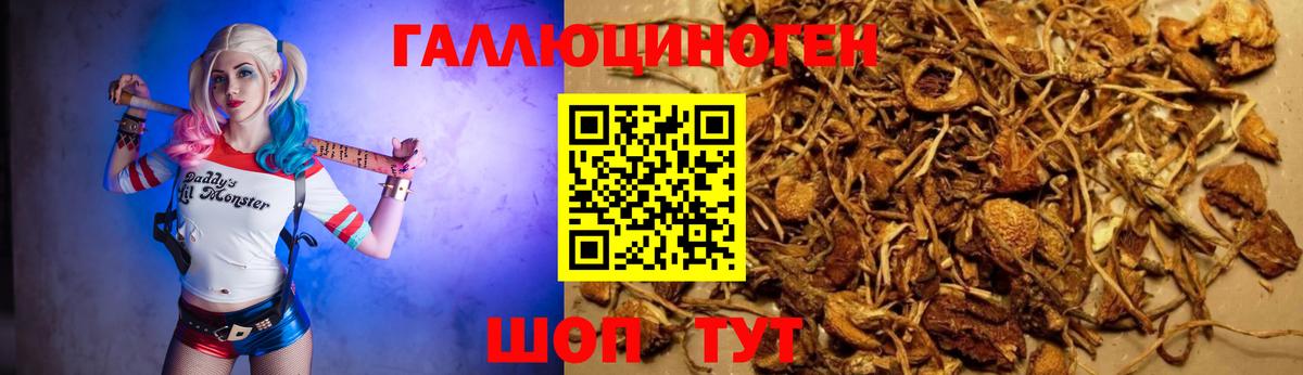 Псилоцибиновые грибы Psilocybine cubensis Сертолово
